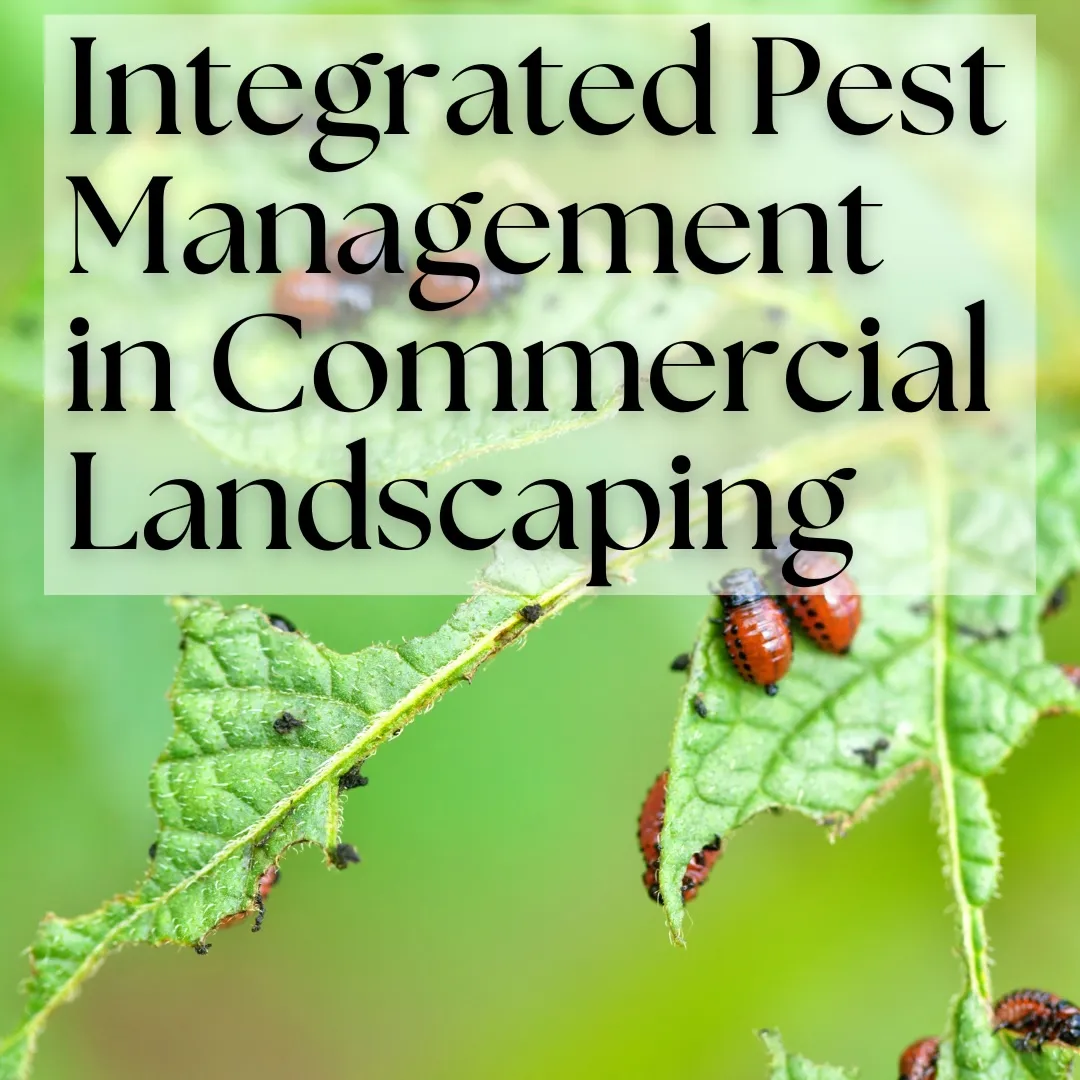 Flies in Commercial Kitchens: Prevention & Control for RAK Restaurants