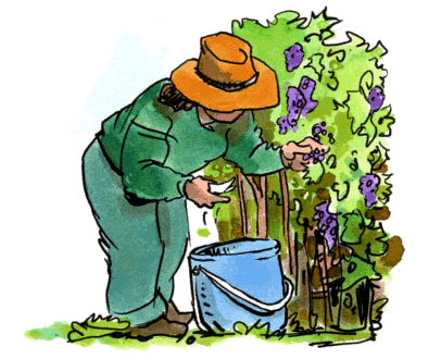 cartoon of person picking grapes